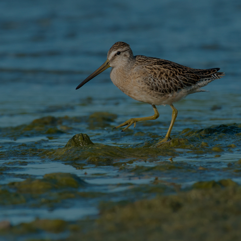 Short-billed Dowitcher