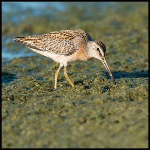 Short-billed Dowitcher