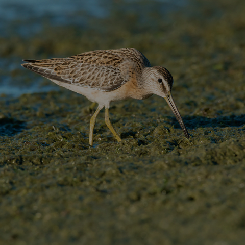 Short-billed Dowitcher