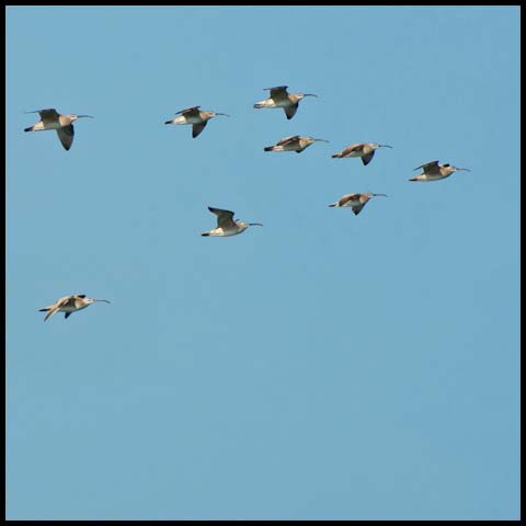 Whimbrel