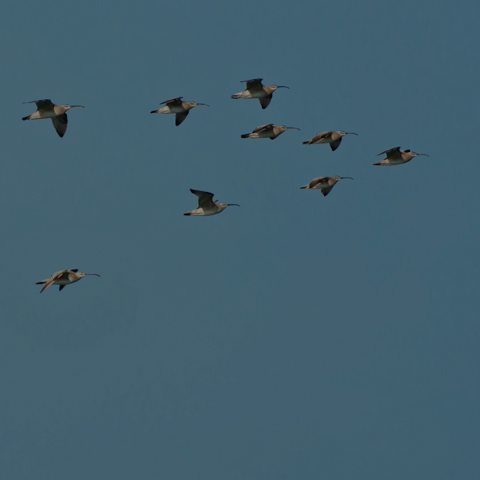 Whimbrel