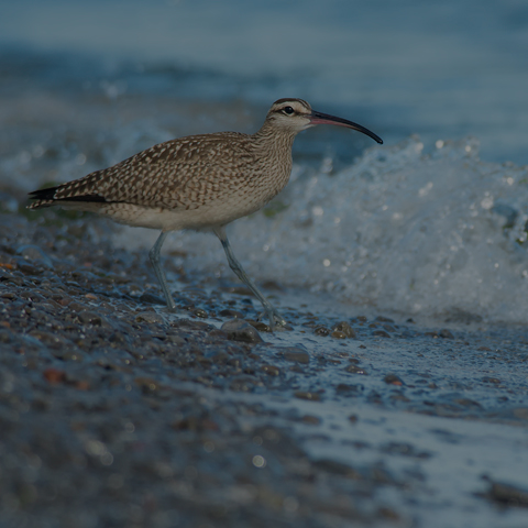 Whimbrel