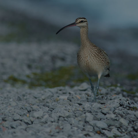 Whimbrel