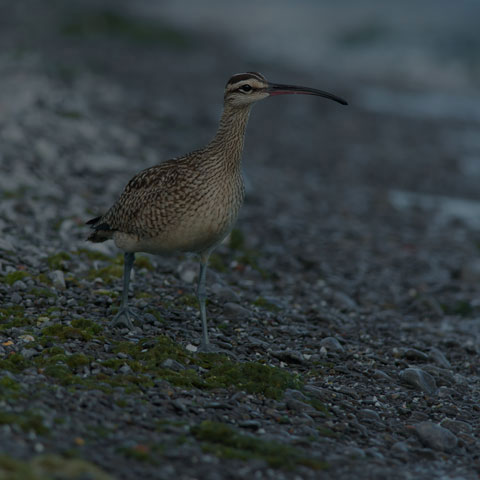 Whimbrel