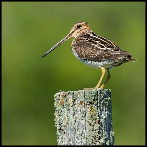 Wilson's Snipe