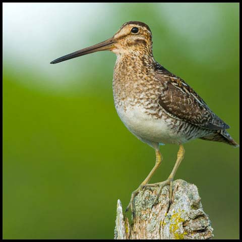 Wilson's Snipe