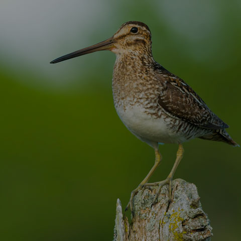 Wilson's Snipe