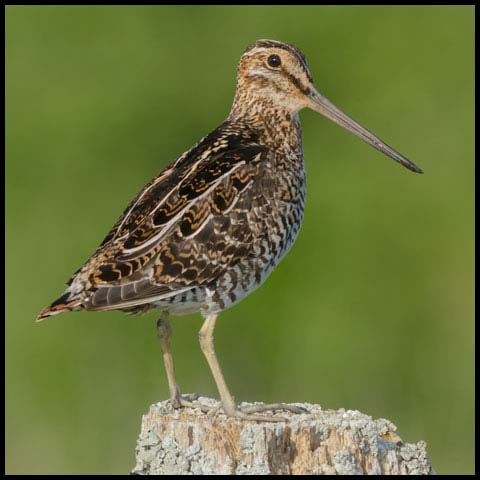 Wilson's Snipe
