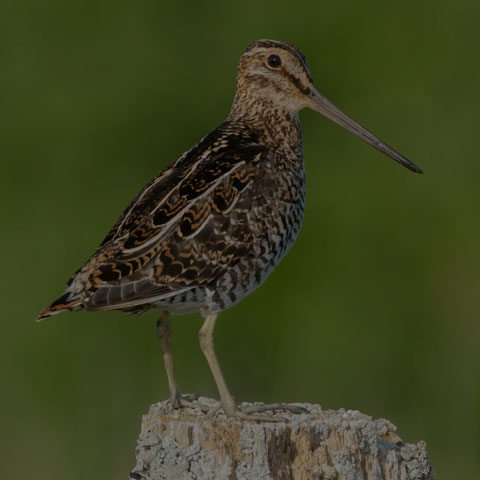 Wilson's Snipe