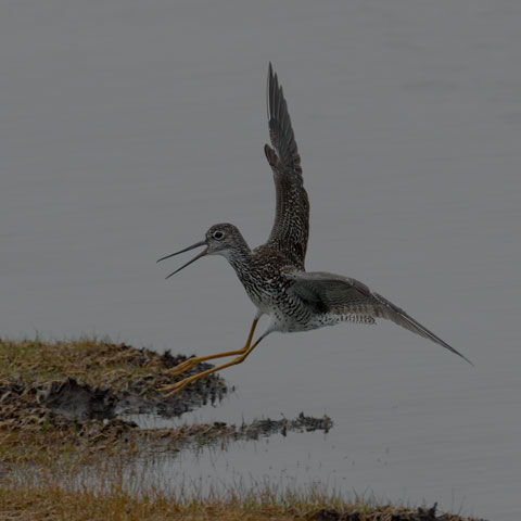 Greater Yellowlegs