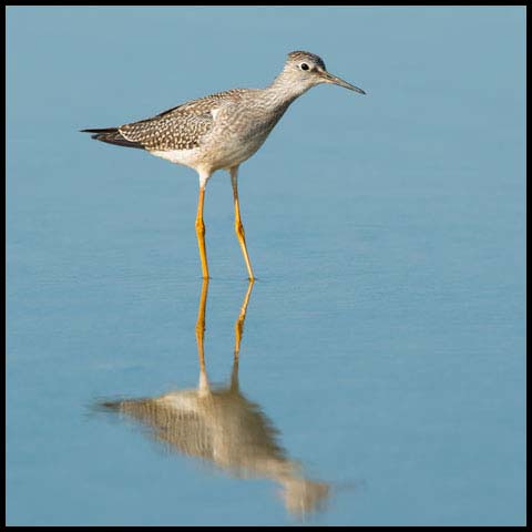 Lesser Yellowlegs