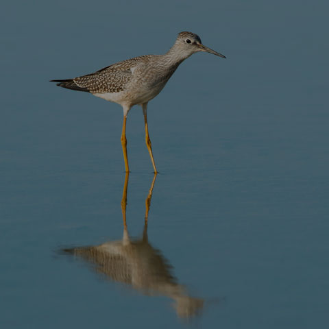 Lesser Yellowlegs