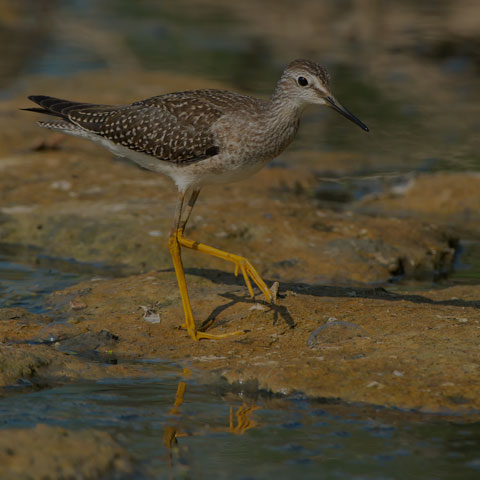 Lesser Yellowlegs