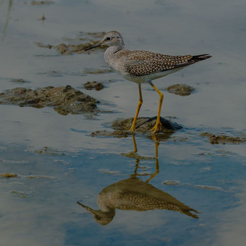Lesser Yellowlegs