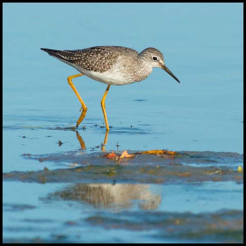 Lesser Yellowlegs