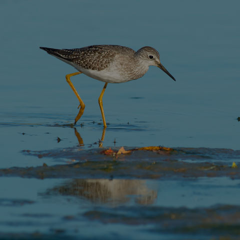 Lesser Yellowlegs