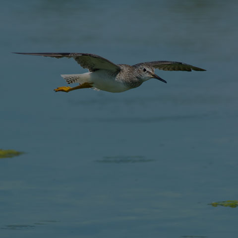Lesser Yellowlegs