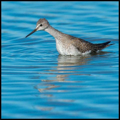 Lesser Yellowlegs