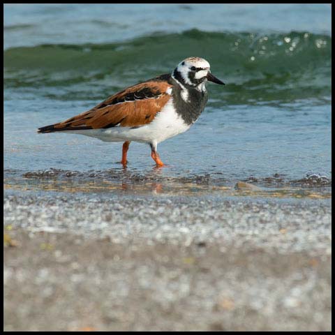 Ruddy Turnstone