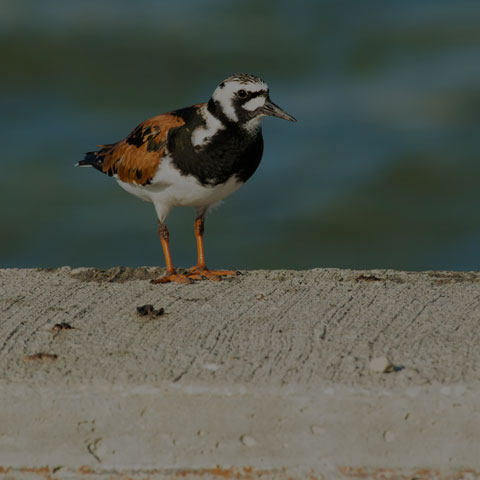 Ruddy Turnstone