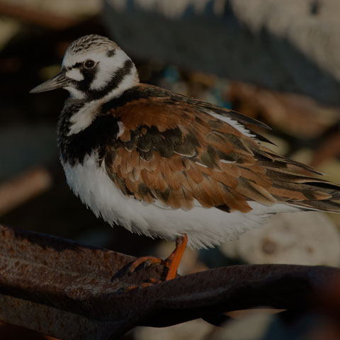 Ruddy Turnstone