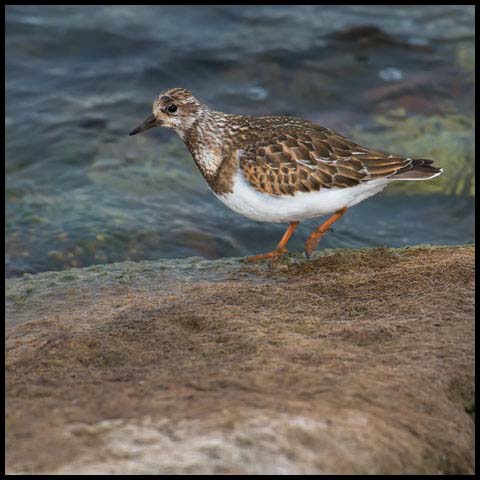Ruddy Turnstone
