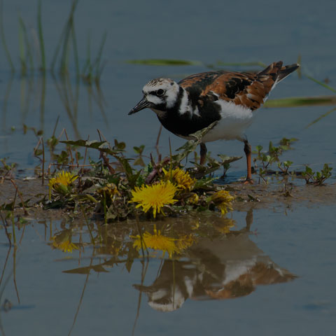 Ruddy Turnstone