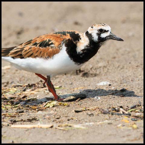 Ruddy Turnstone