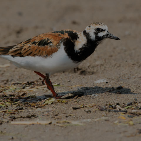 Ruddy Turnstone