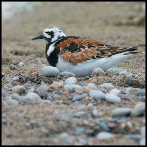 Ruddy Turnstone