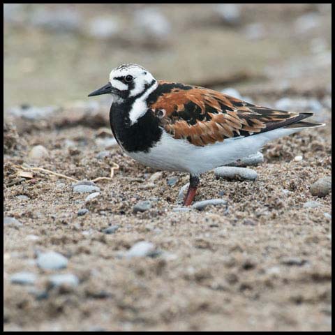 Ruddy Turnstone