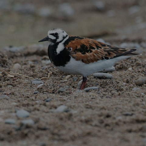 Ruddy Turnstone