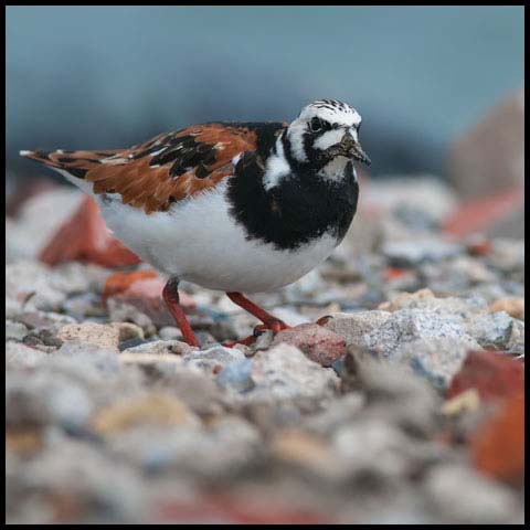 Ruddy Turnstone