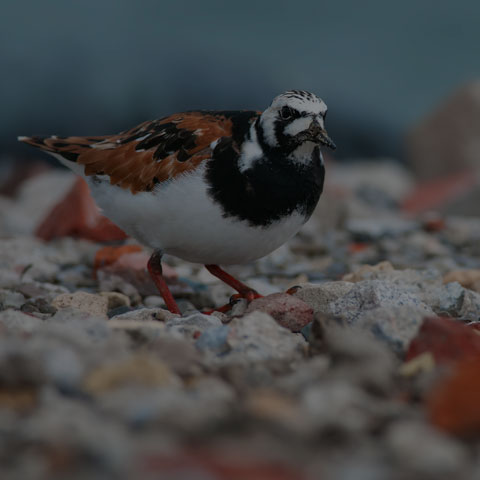 Ruddy Turnstone