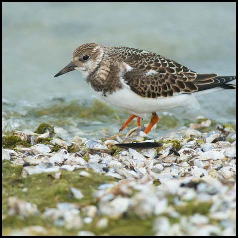 Ruddy Turnstone