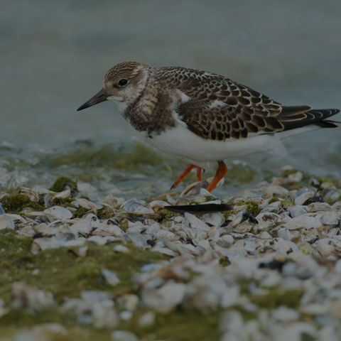 Ruddy Turnstone
