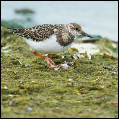 Ruddy Turnstone