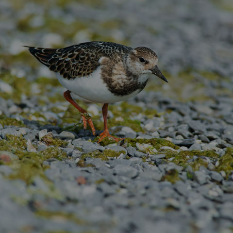 Ruddy Turnstone
