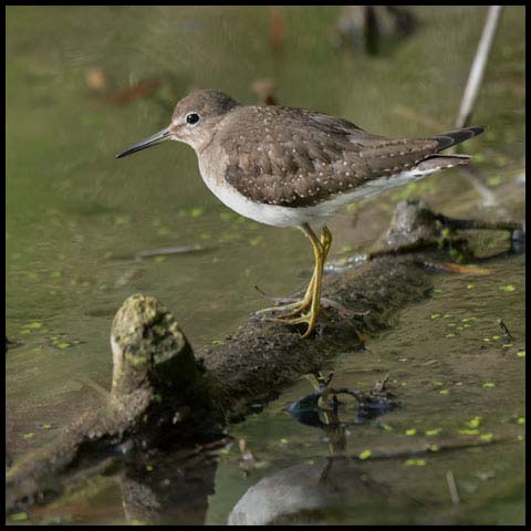Solitary Sandpiper