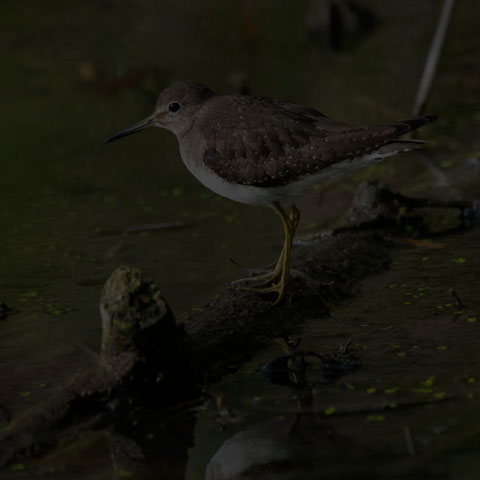 Solitary Sandpiper