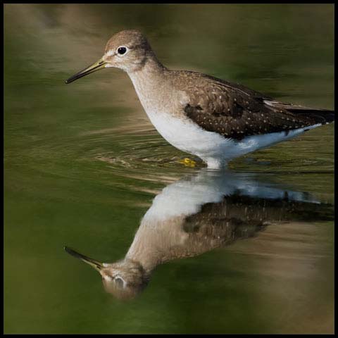 Solitary Sandpiper