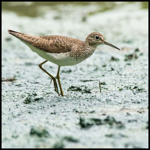 Solitary Sandpiper