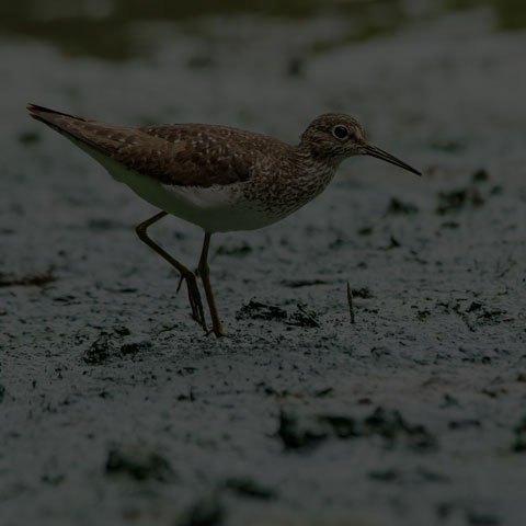 Solitary Sandpiper