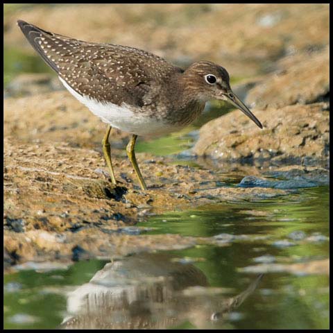 Solitary Sandpiper