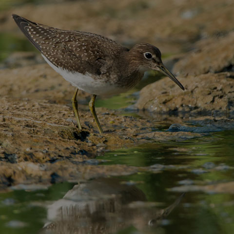 Solitary Sandpiper