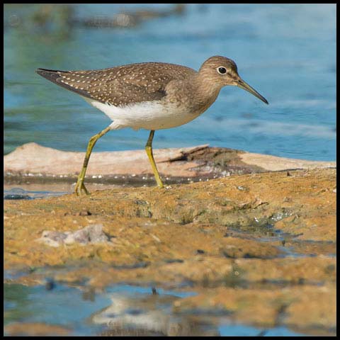 Solitary Sandpiper