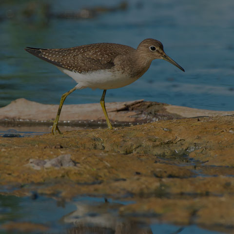 Solitary Sandpiper