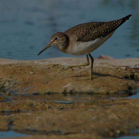 Solitary Sandpiper