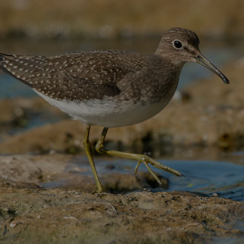 Solitary Sandpiper