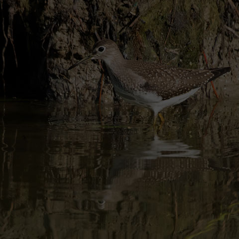 Solitary Sandpiper
